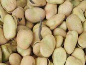 Single Herb Horse Beans