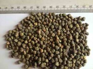 Vetch Seed (Chilban)