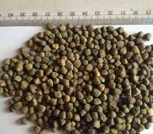 Vetch Seed (Chilban)